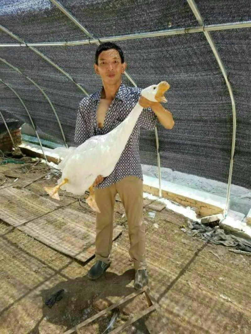 鹅苗250g以下