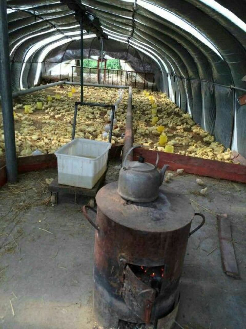 鹅苗250g以下