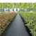除草布