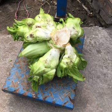 儿菜