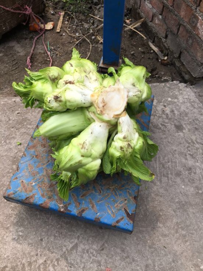 儿菜