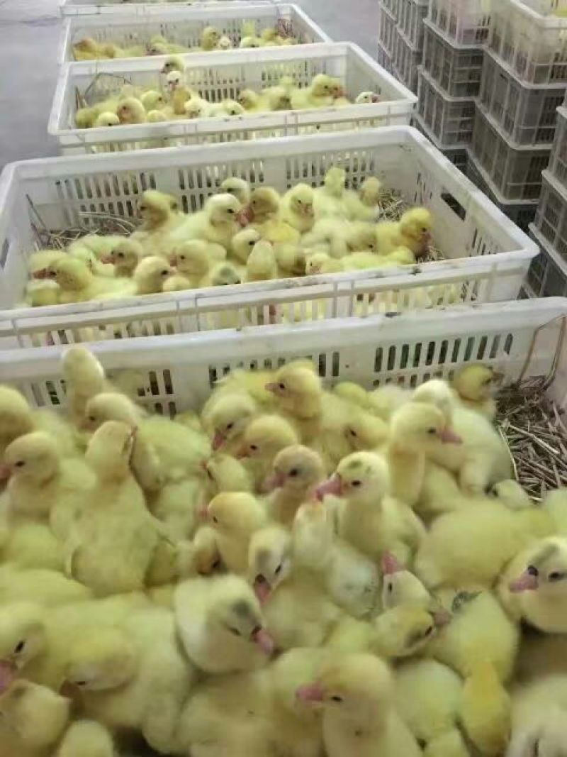 鹅苗250g以下