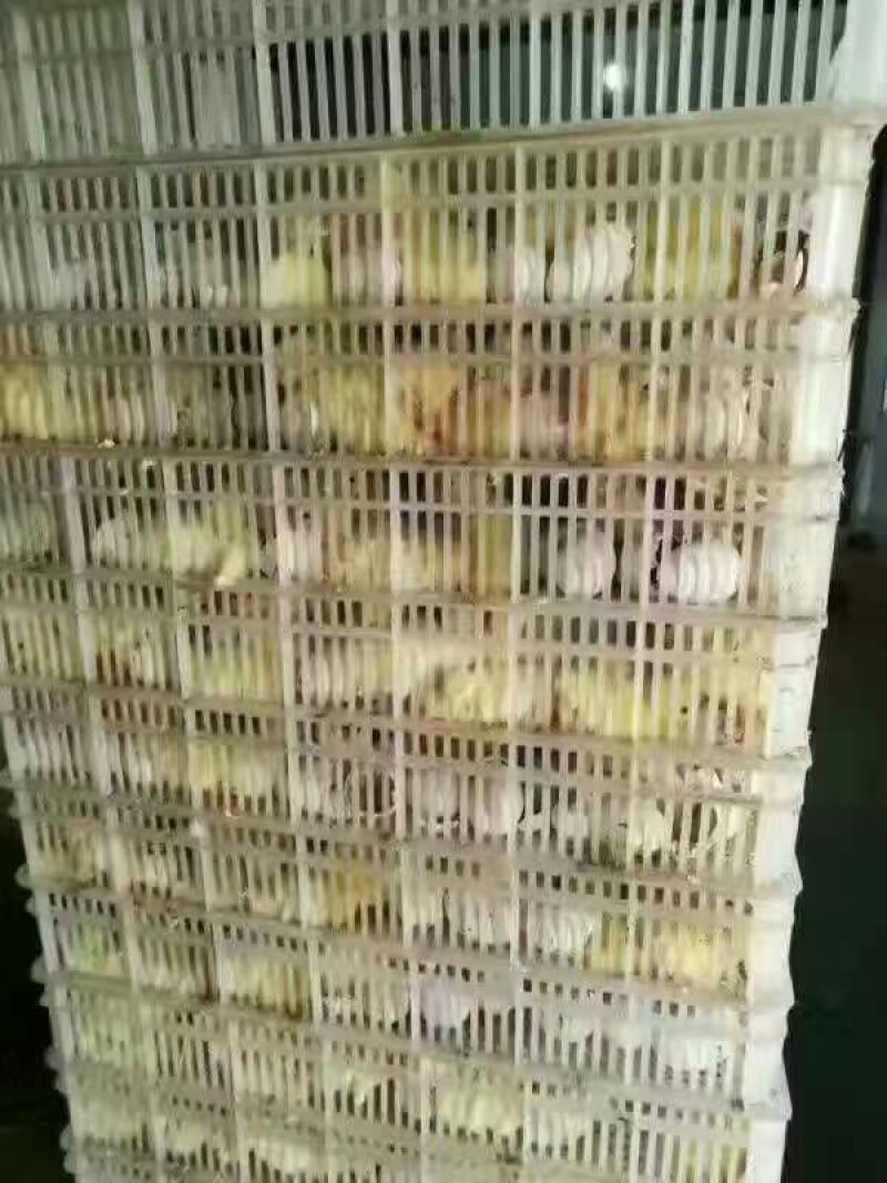 鹅苗250g以下