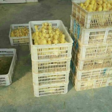 鹅苗35~45g