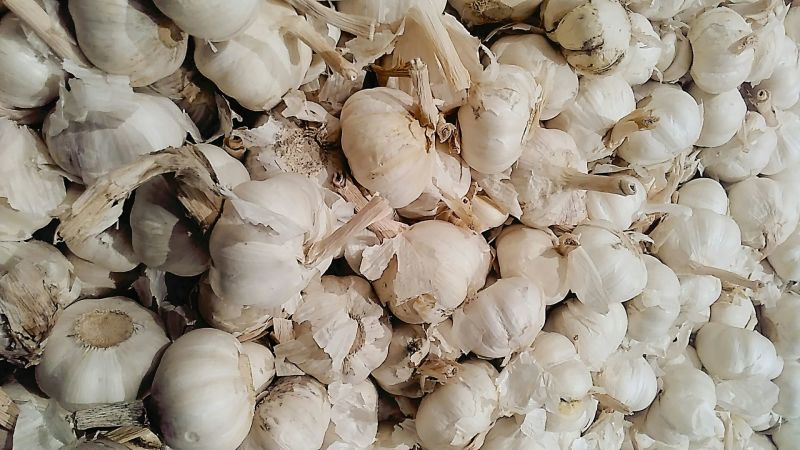 红蒜混级统货，本地有早熟中暑晚熟大蒜，质优价廉