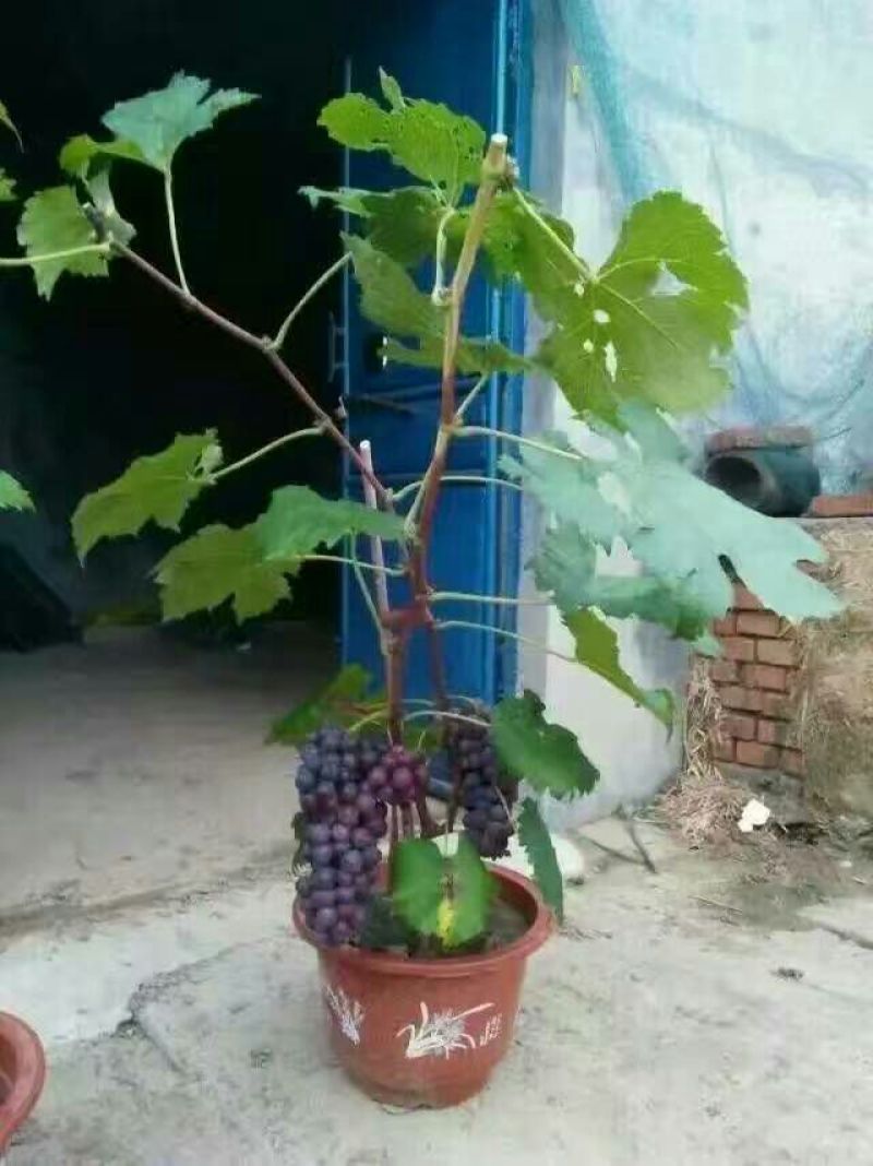 盆栽葡萄50~80cm品种齐全长势好带土发苗
