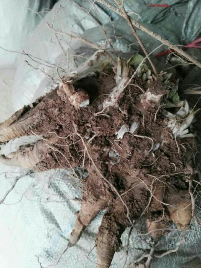 玄参统货