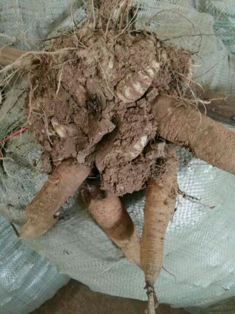 玄参统货
