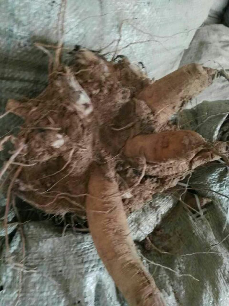 玄参统货