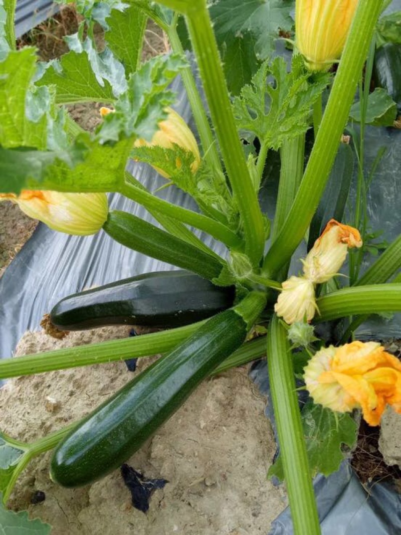 金皮西葫芦意黄意青黄节瓜