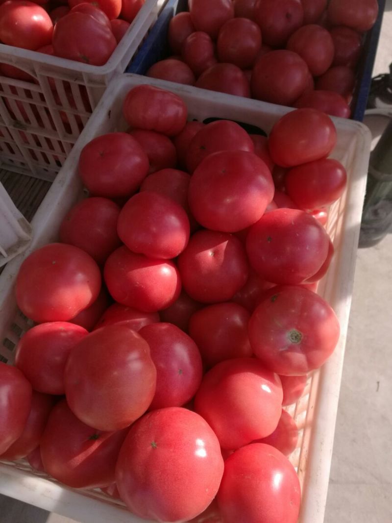 硬粉西红柿弧三以上硬粉
