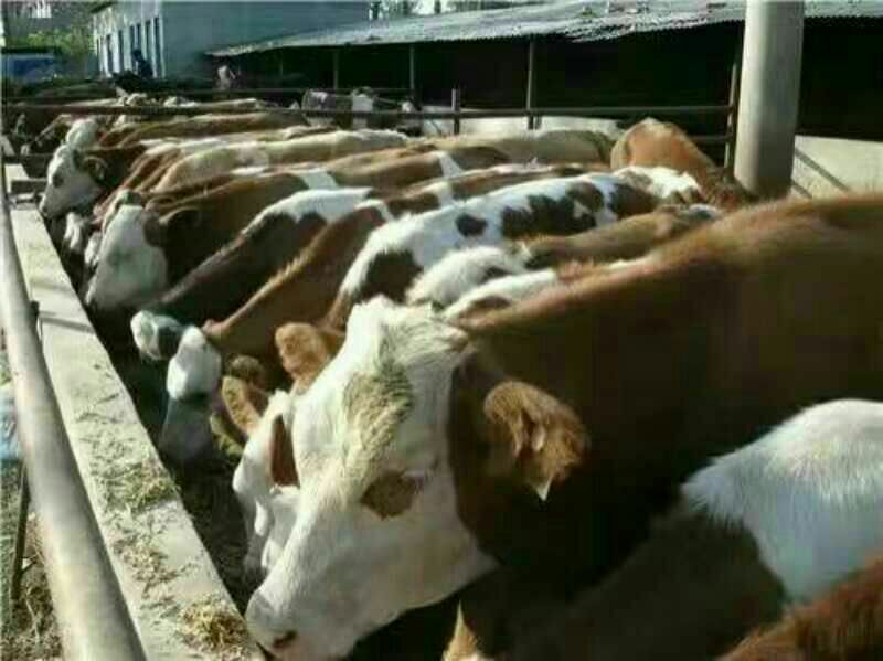 鲁西黄牛犊100kg全国发货货到付款
