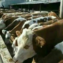鲁西黄牛犊100kg全国发货货到付款