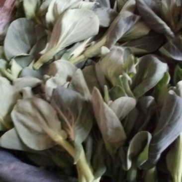 油菜苔10~15厘米