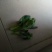 油菜苔10~15厘米