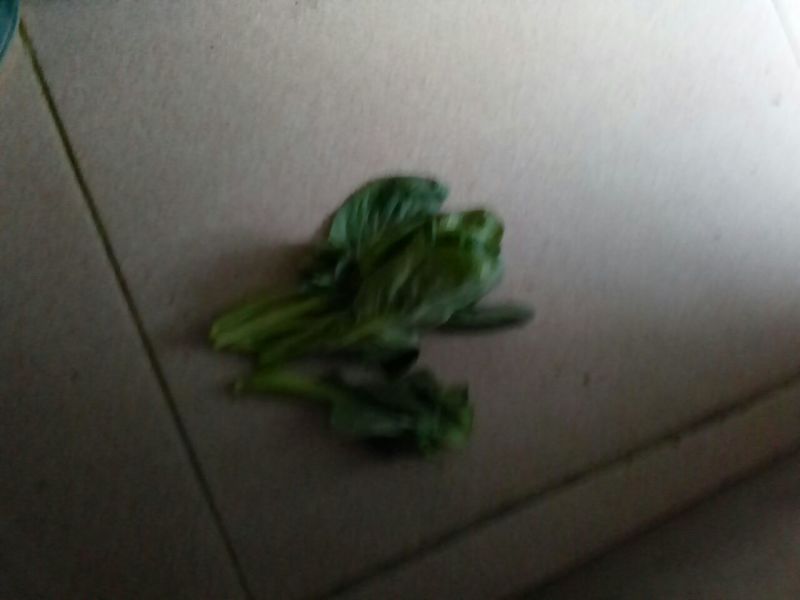 油菜苔10~15厘米
