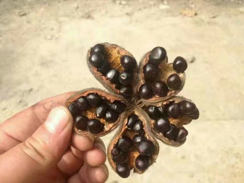 牡丹油用牡丹籽