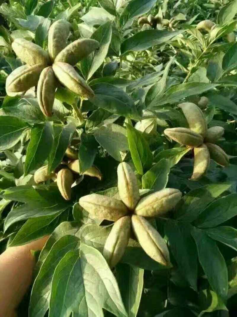 牡丹油用牡丹籽