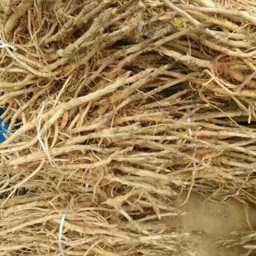 牡丹油用牡丹籽