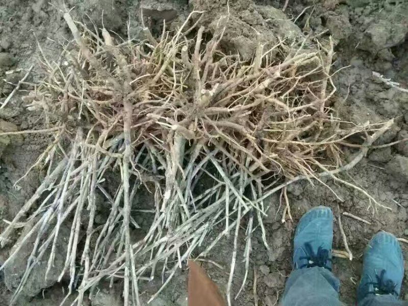 牡丹皮牡丹籽