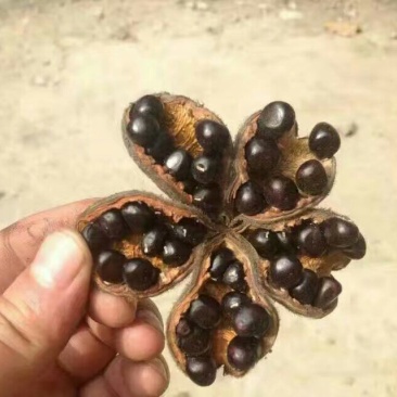 牡丹皮牡丹籽