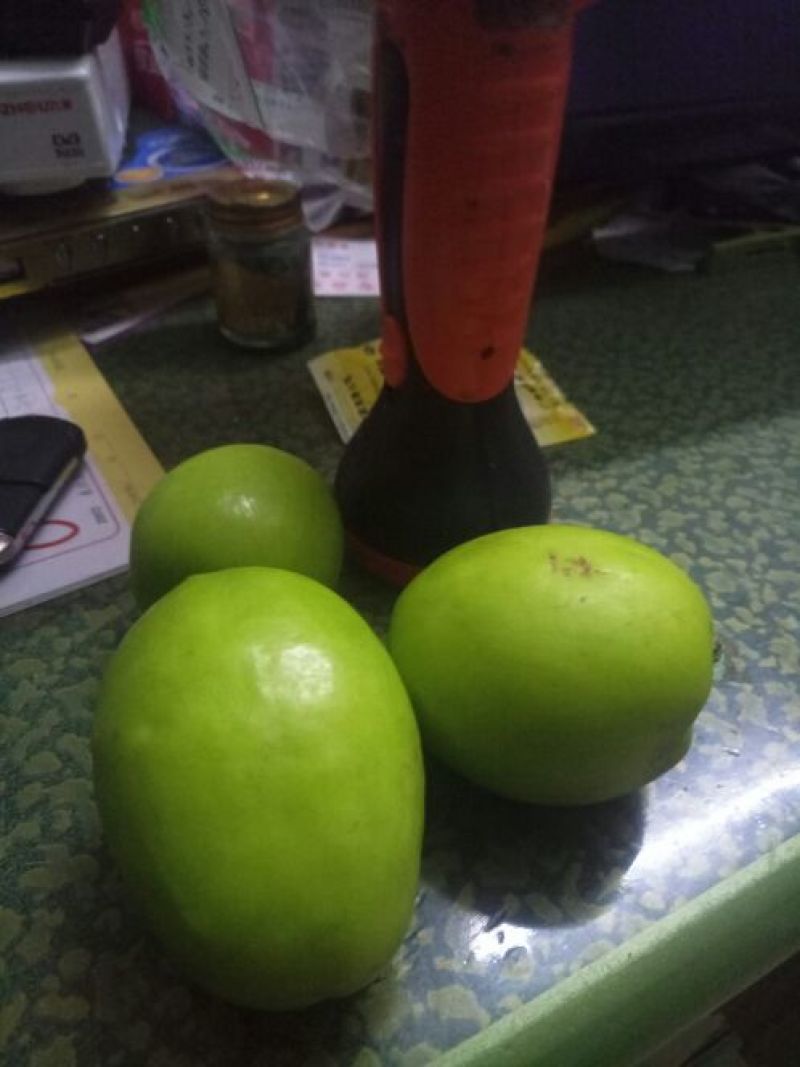 青枣苗30~50cm