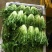 苦菊15~20cm