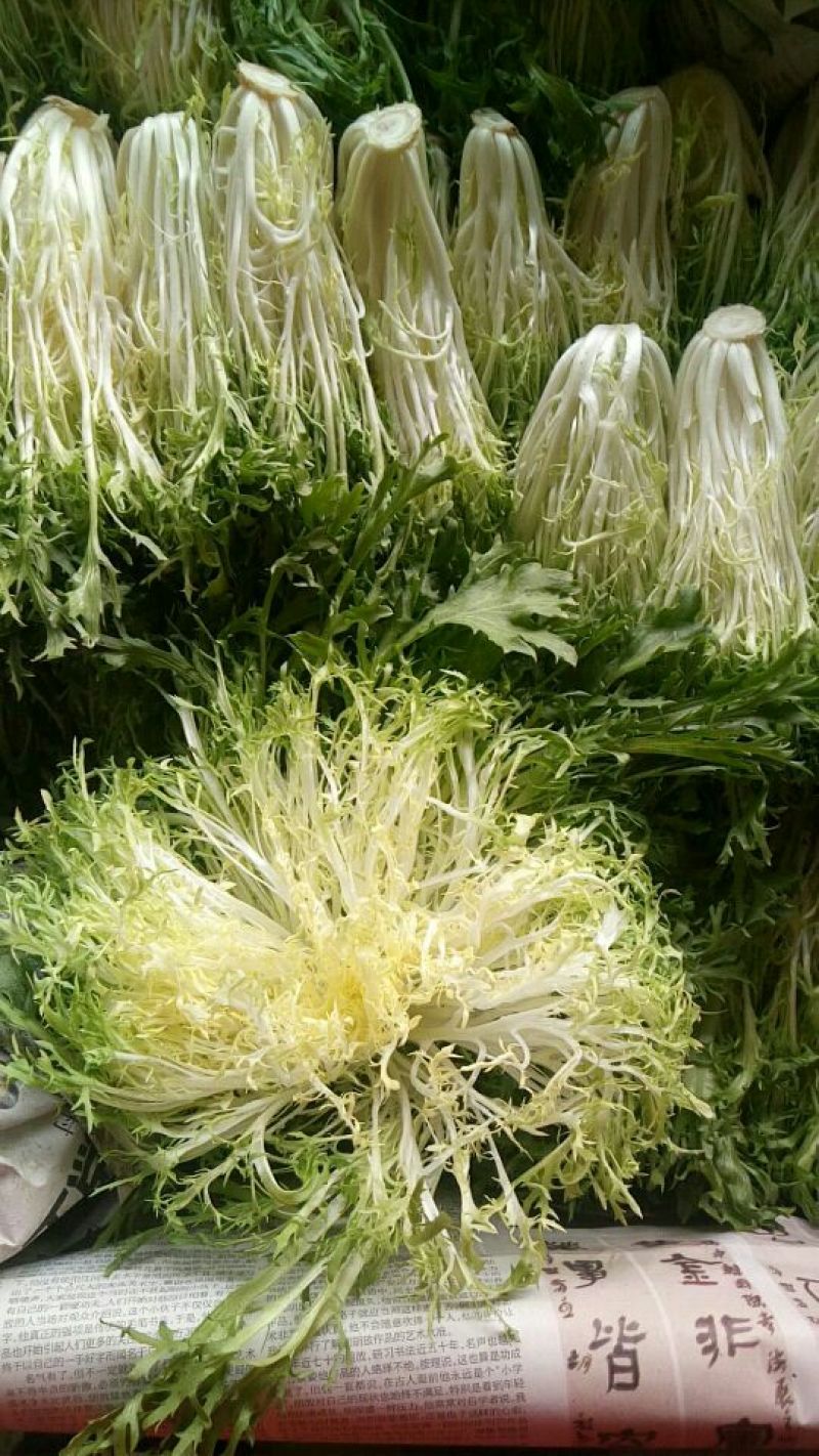苦菊15~20cm