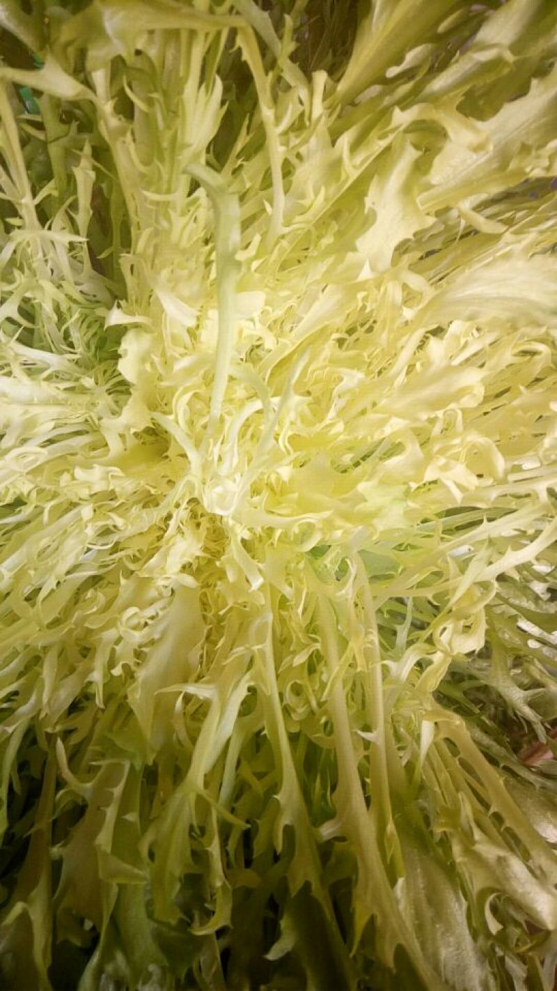 苦菊15~20cm