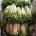 苦菊15~20cm