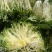 苦菊15~20cm
