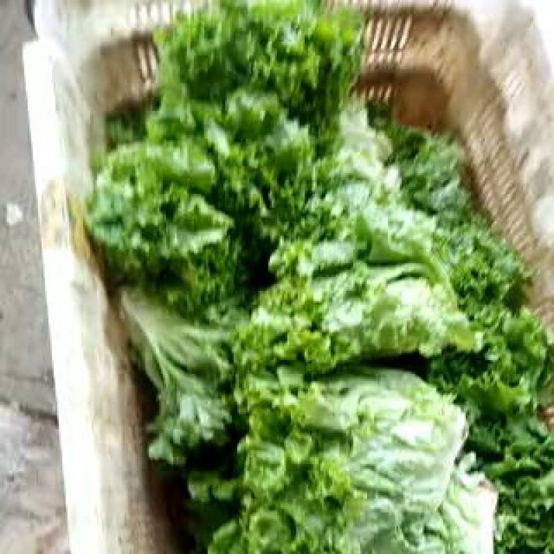 花叶生菜4两~5两