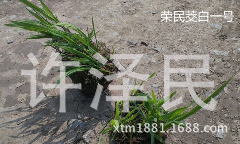 【推荐】茭白种苗美人茭白苗产地直供一手货源全国发货