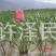 【推荐】茭白种苗美人茭白苗产地直供一手货源全国发货