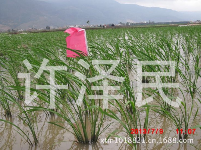 【推荐】茭白种苗美人茭白苗产地直供一手货源全国发货