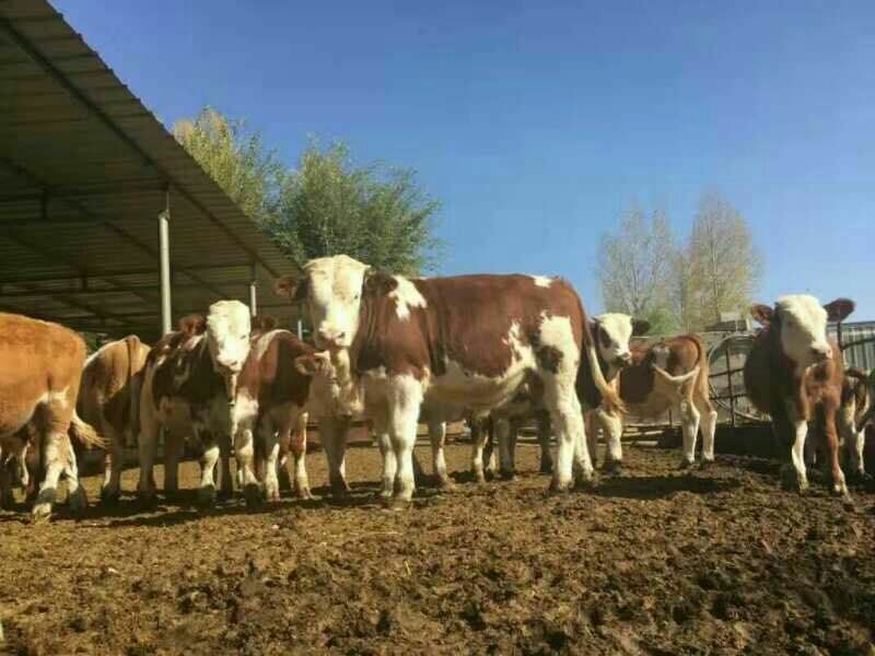 西门塔尔牛200~300斤