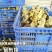 狮头鹅苗250g以下