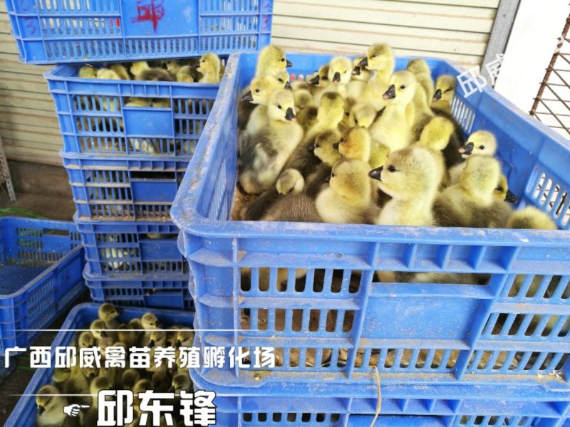 狮头鹅苗250g以下