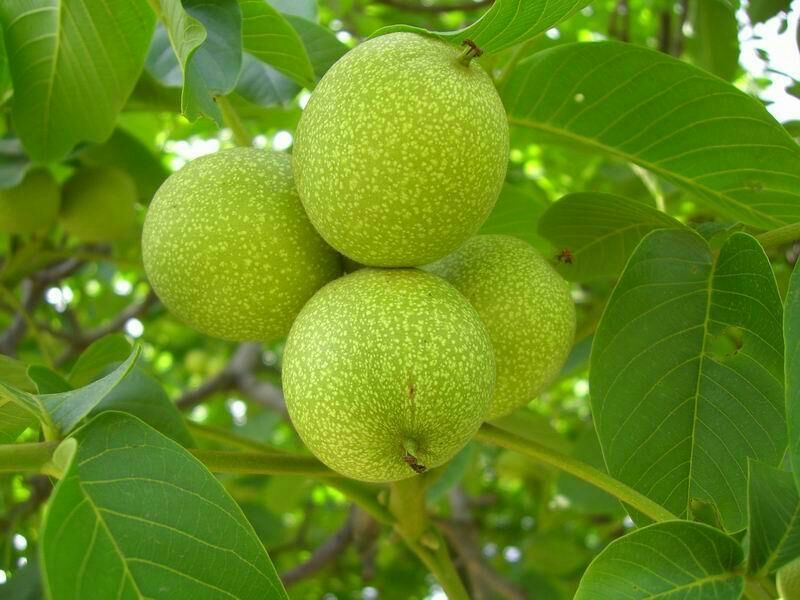 核桃去皮干