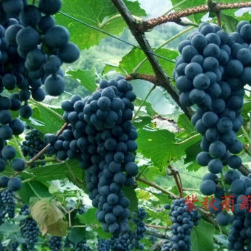 高山葡萄苗