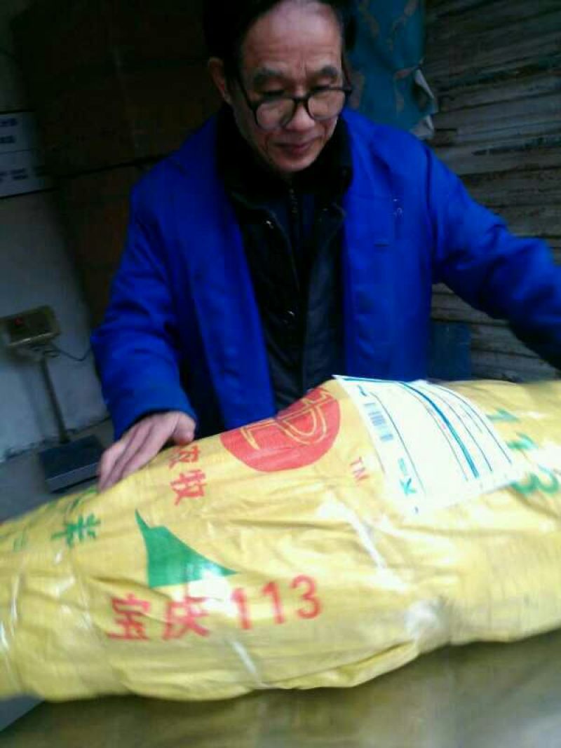 高山葡萄苗