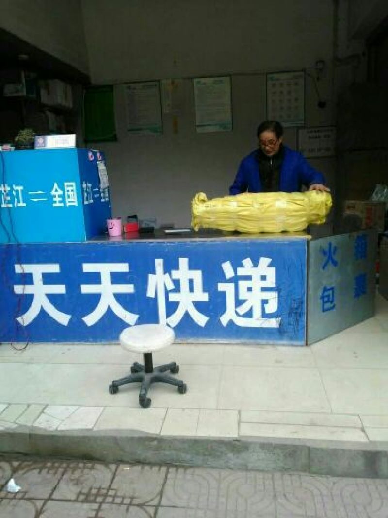 高山葡萄苗
