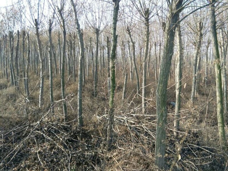 栾树6~8cm4~6cm3.5~4米