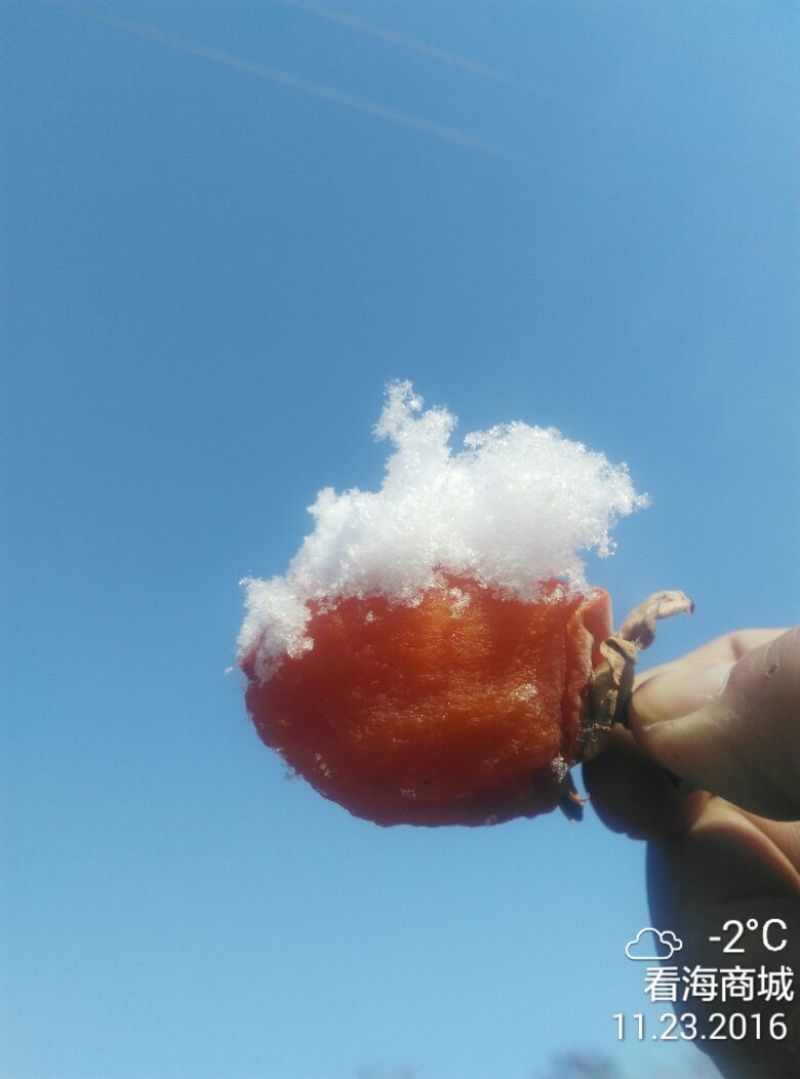 柿饼1两以下