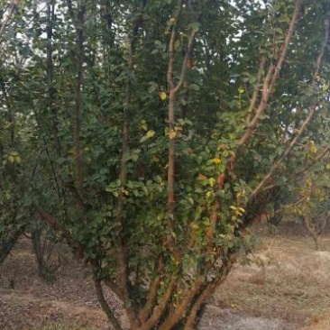 木瓜海棠14~16cm12~14cm12~14cm