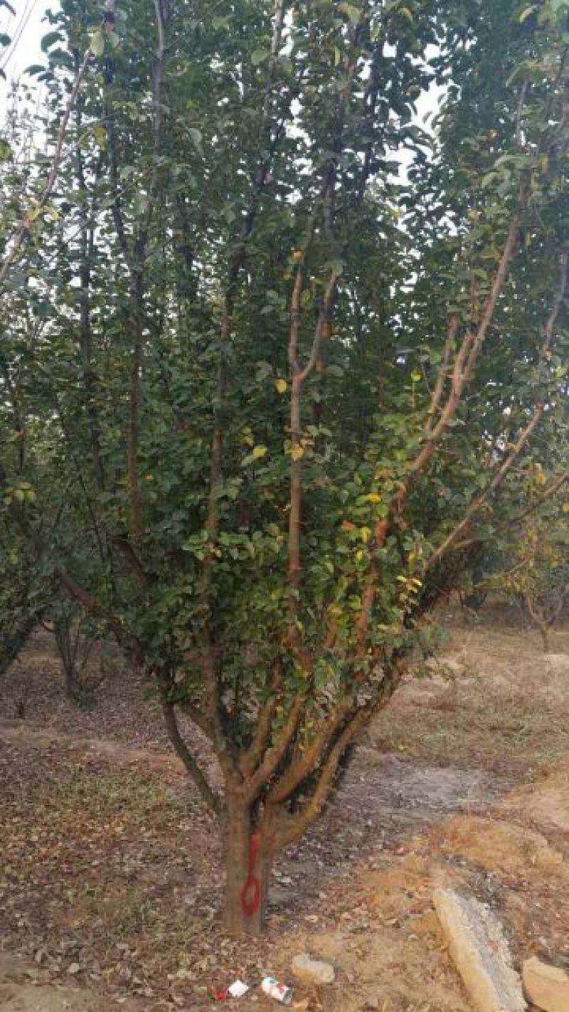 木瓜海棠14~16cm12~14cm12~14cm
