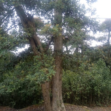 红叶石楠球40~50cm