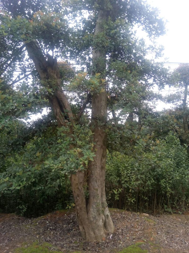 红叶石楠球40~50cm
