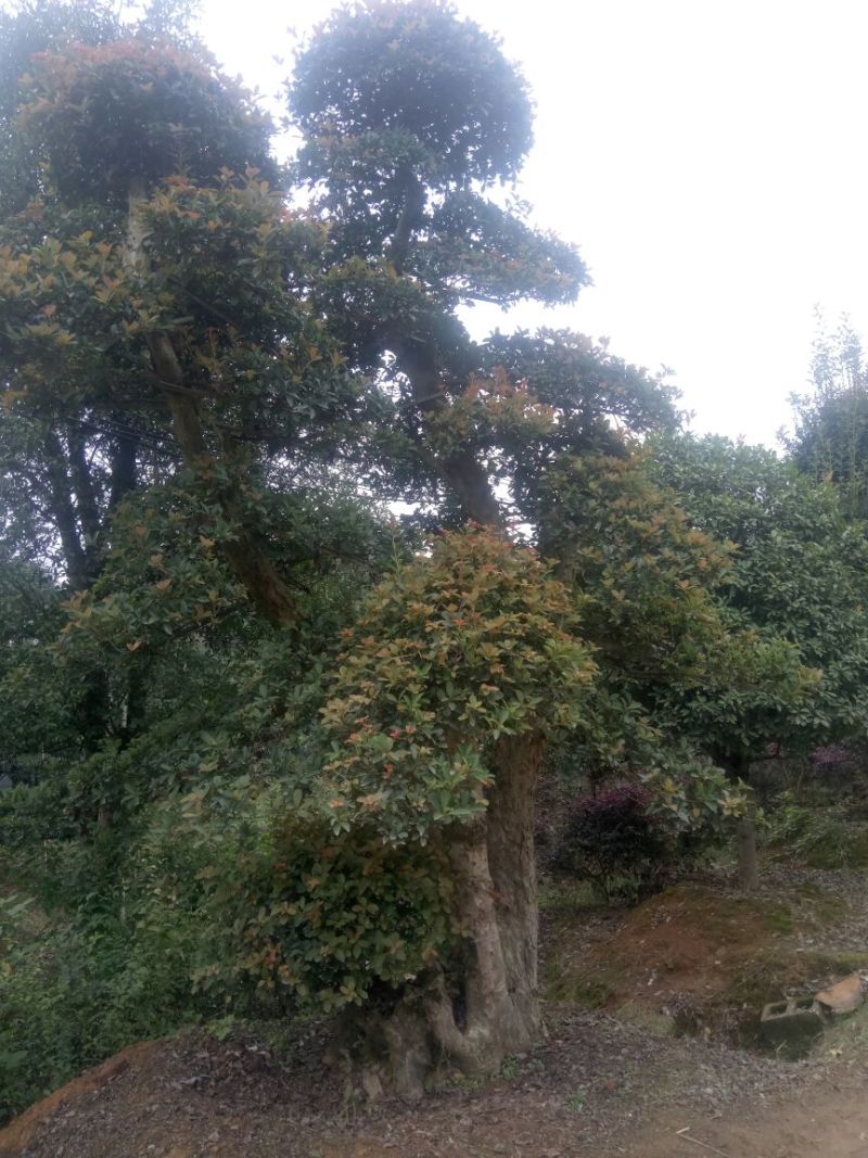 红叶石楠球40~50cm