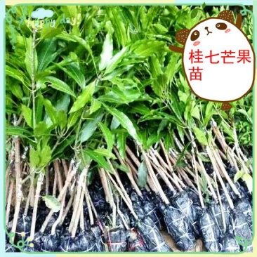 芒果苗1m以下金煌芒台农一号芒果苗